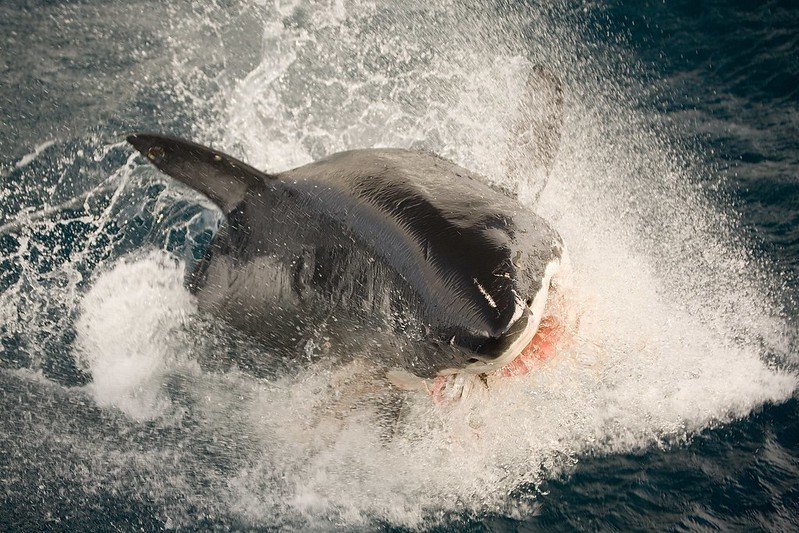 shark cage diving - Top Shark Cage Diving Hotspots in the World Shark at Neptune Islands, Australia