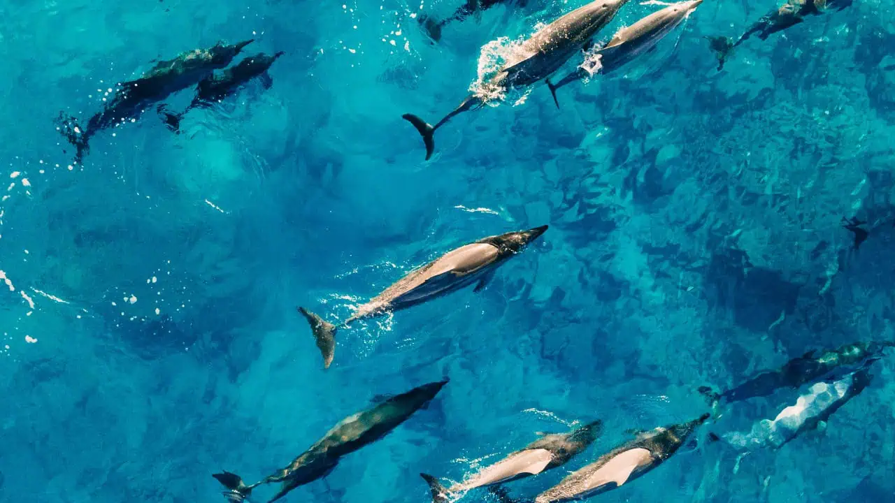 things to do in dumaguete - Things to Do in Dumaguete: A Traveler’s Guide to the City of Gentle People Dolphin watching in the Tañon Strait.
