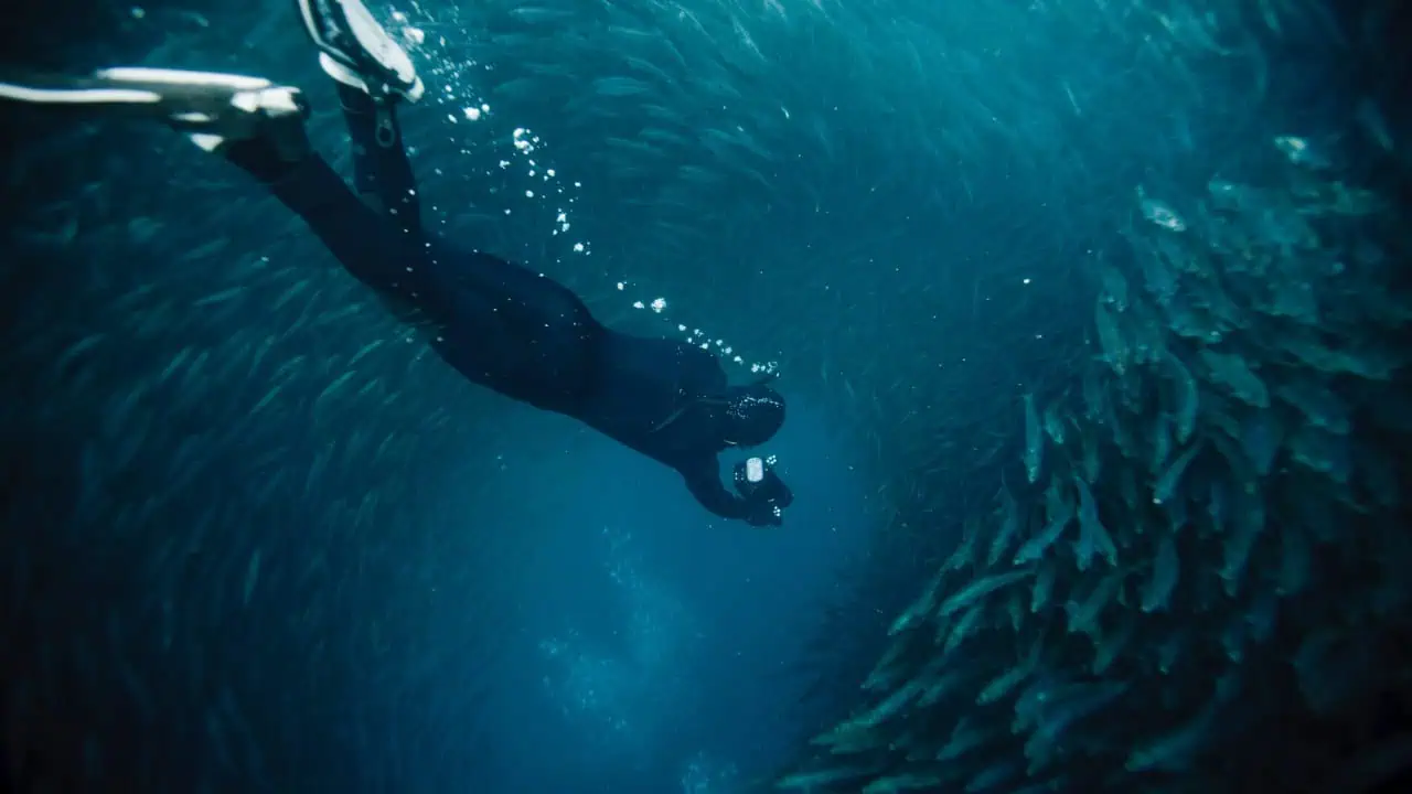 things to do in dumaguete - Things to Do in Dumaguete: A Traveler’s Guide to the City of Gentle People A diver's dream with millions of sardines.