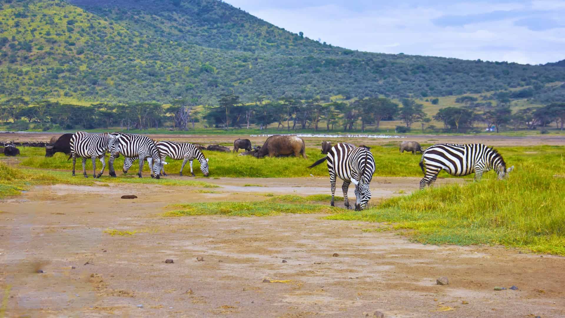 Lake Nakuru National Park - A Guide to Visiting Lake Nakuru National Park in Kenya A nature photograpgh showing Zebras and Buffalos grazing inside Lake Nakuru National park, Kenya.