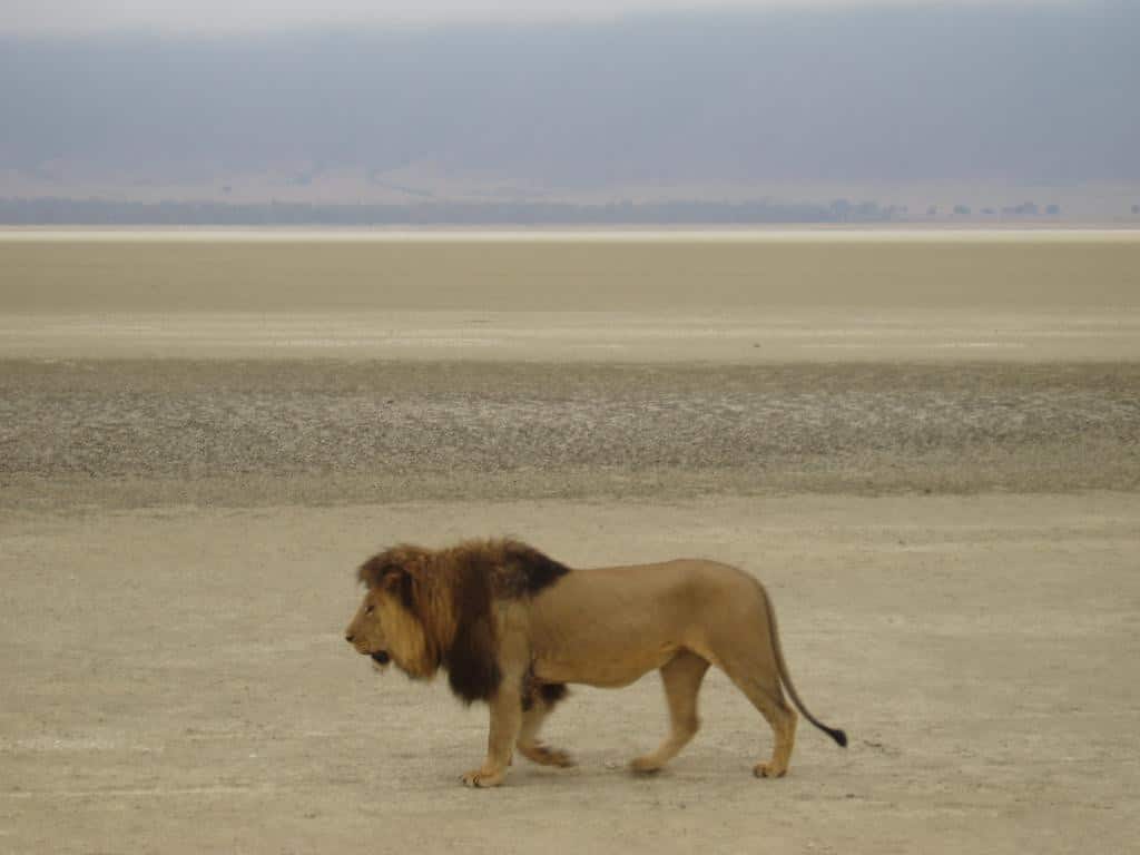 how long to go on safari - How Long to Go on a Safari how long should I go on safari for