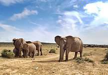 At the water hole - Addo Elephant National Park, South Africa