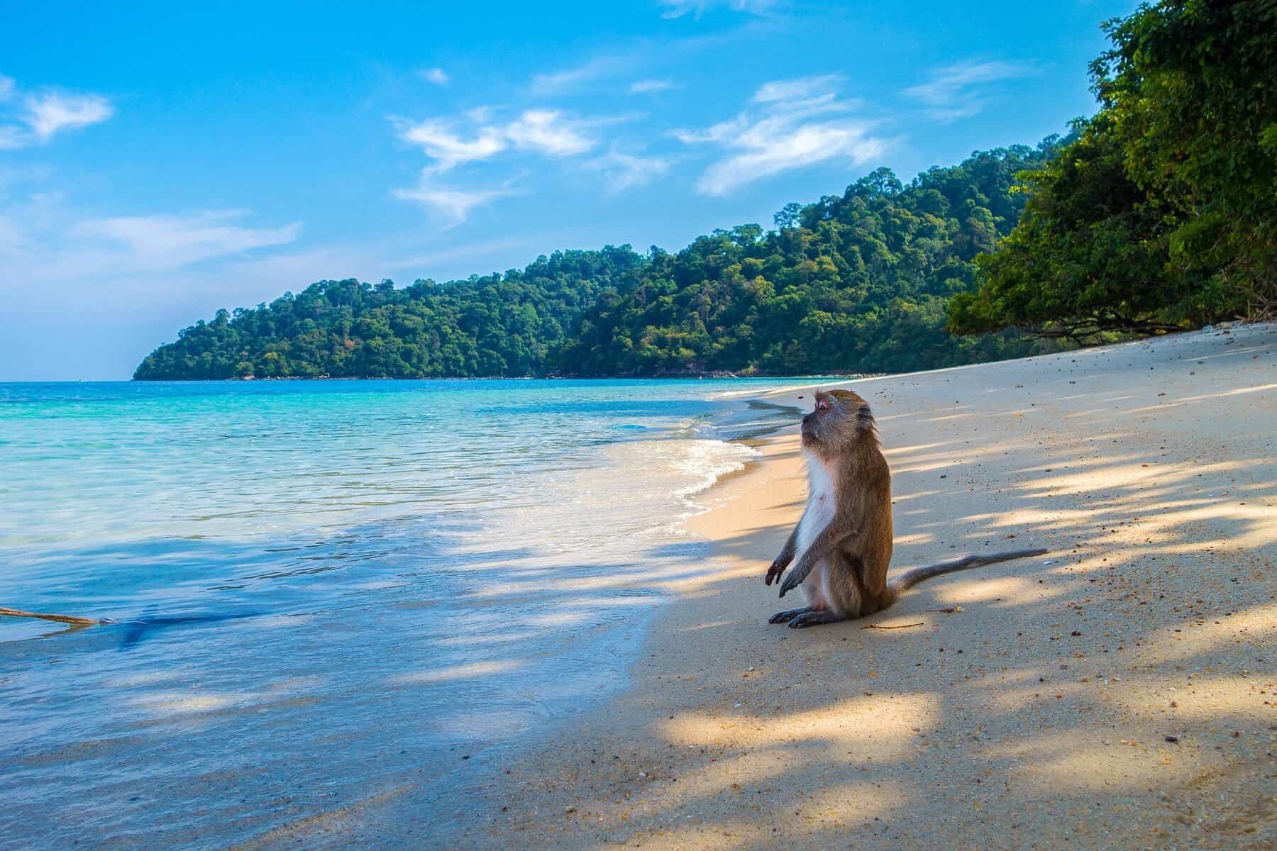 - Why Thailand is the Perfect Destination for Your Dream Wedding An ape at the beach in Thailand.