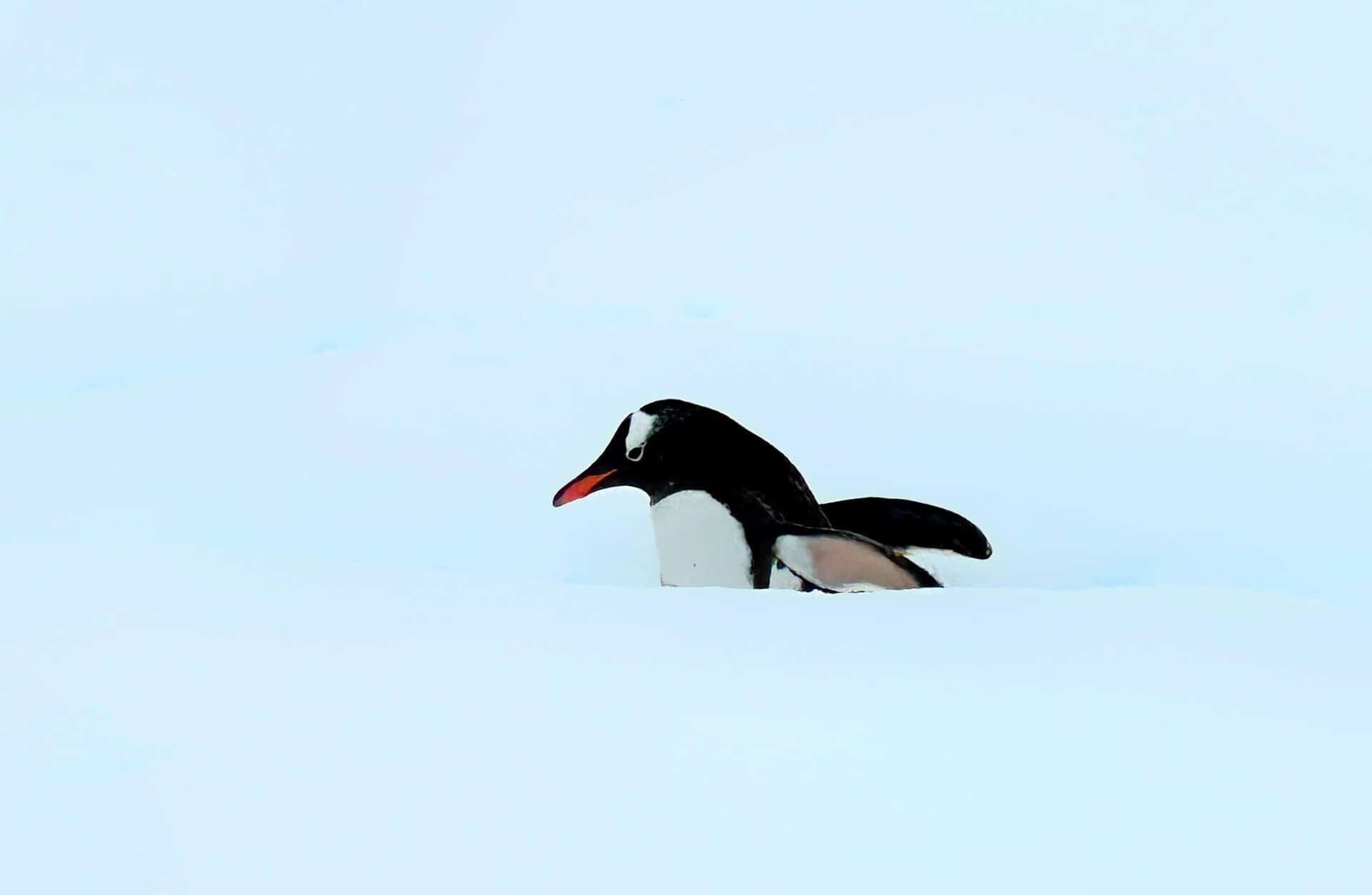How to Plan a Trip to Antarctica - How to Plan a Trip to Antarctica Birds in Antarctica