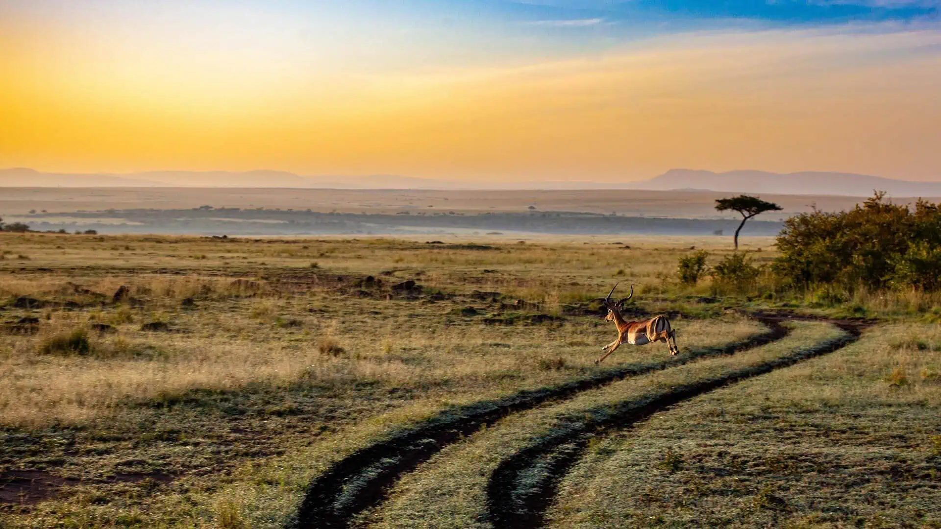 great migration in africa - The Great Migration in Africa: Everything You Need to Know An antelope springing across the African savanna.