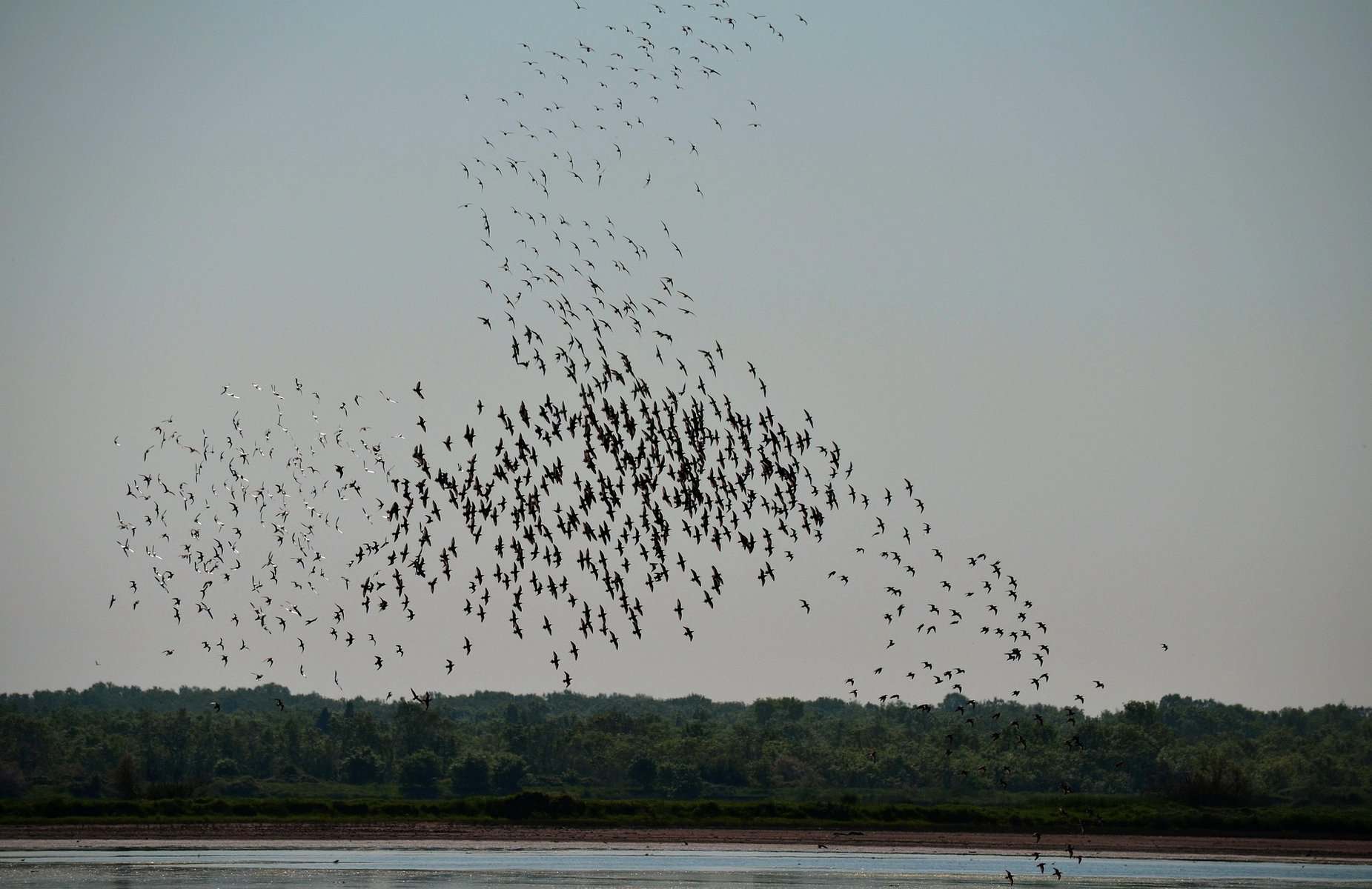 great migration in africa - The Great Migration in Africa: Everything You Need to Know A flock of birds flying above a watering hole.