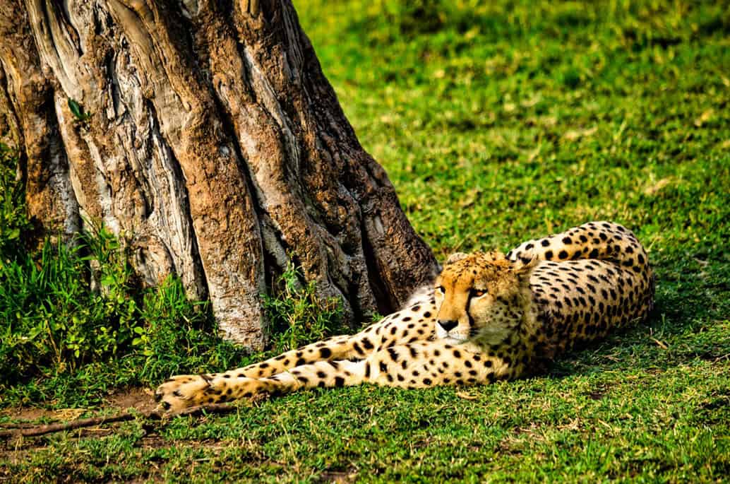 safari in kenya - The Best Times of the Year to Go on Safari in Kenya A cheetah lying on green grass in the Masai Mara