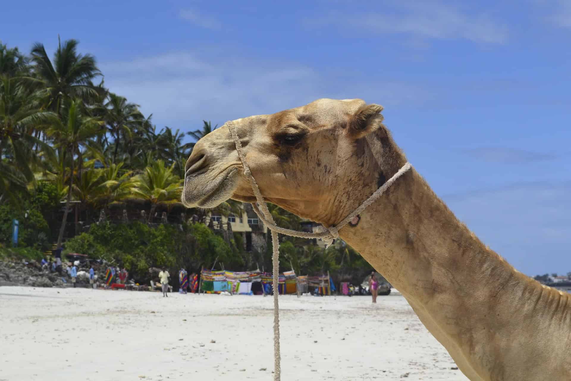 safari in kenya - The Best Times of the Year to Go on Safari in Kenya Dromedar on the beach in Mombasa, Kenya.