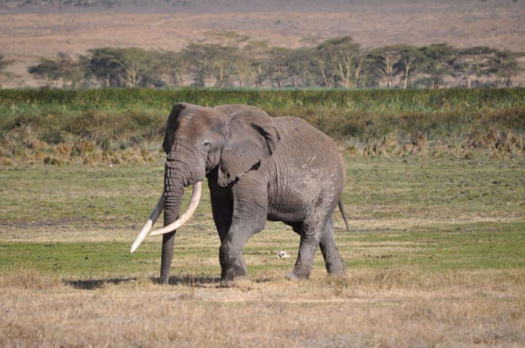 how long to go on safari - How Long to Go on a Safari how long should I go on safari for