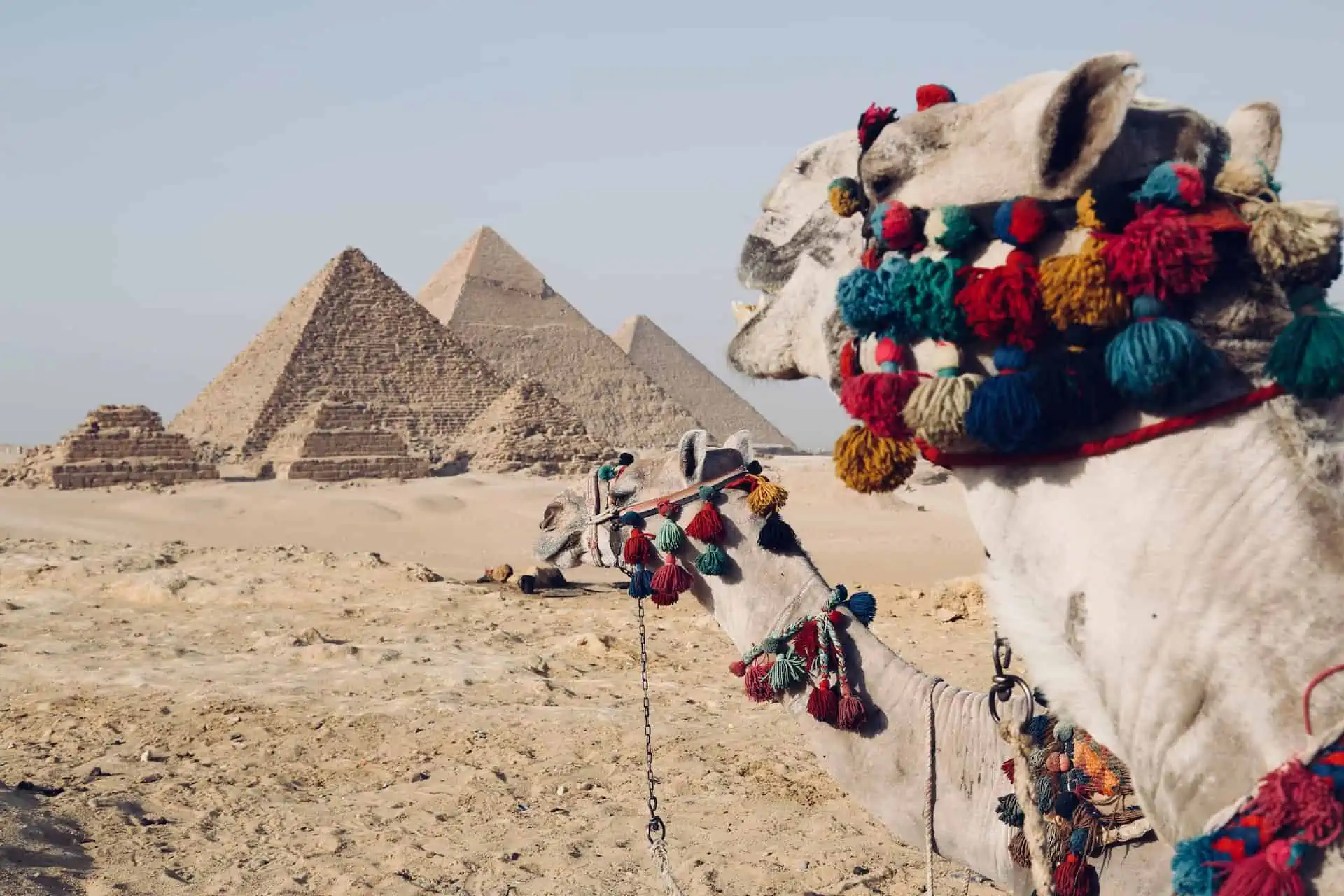 trip to egypt - A Guide to Planning a Memorable Trip to Egypt Egyptian camels on a trip to Egypt
