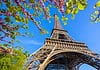 Eiffel Tower with spring tree in Paris, France