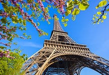 Eiffel Tower with spring tree in Paris, France
