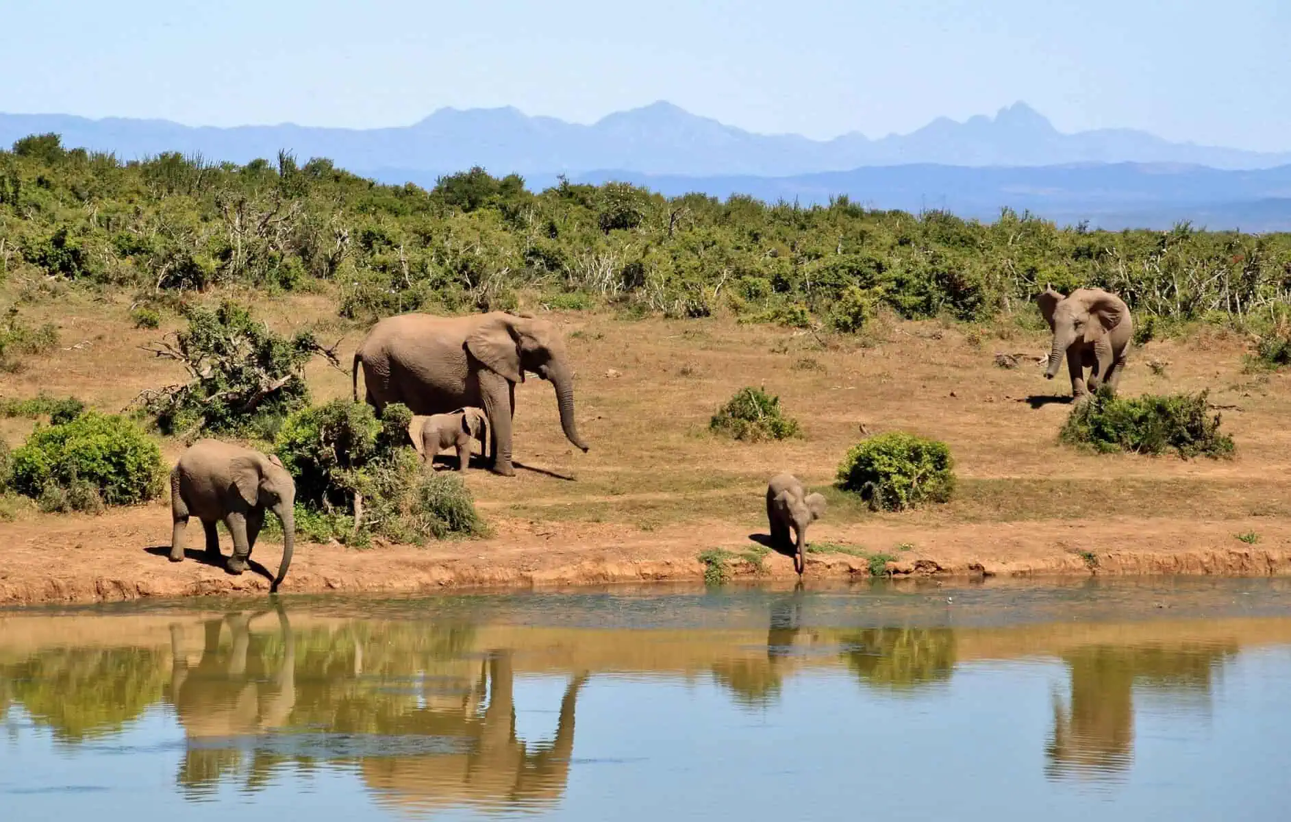 great migration in africa - The Great Migration in Africa: Everything You Need to Know A parade of elephants at a watering hole.