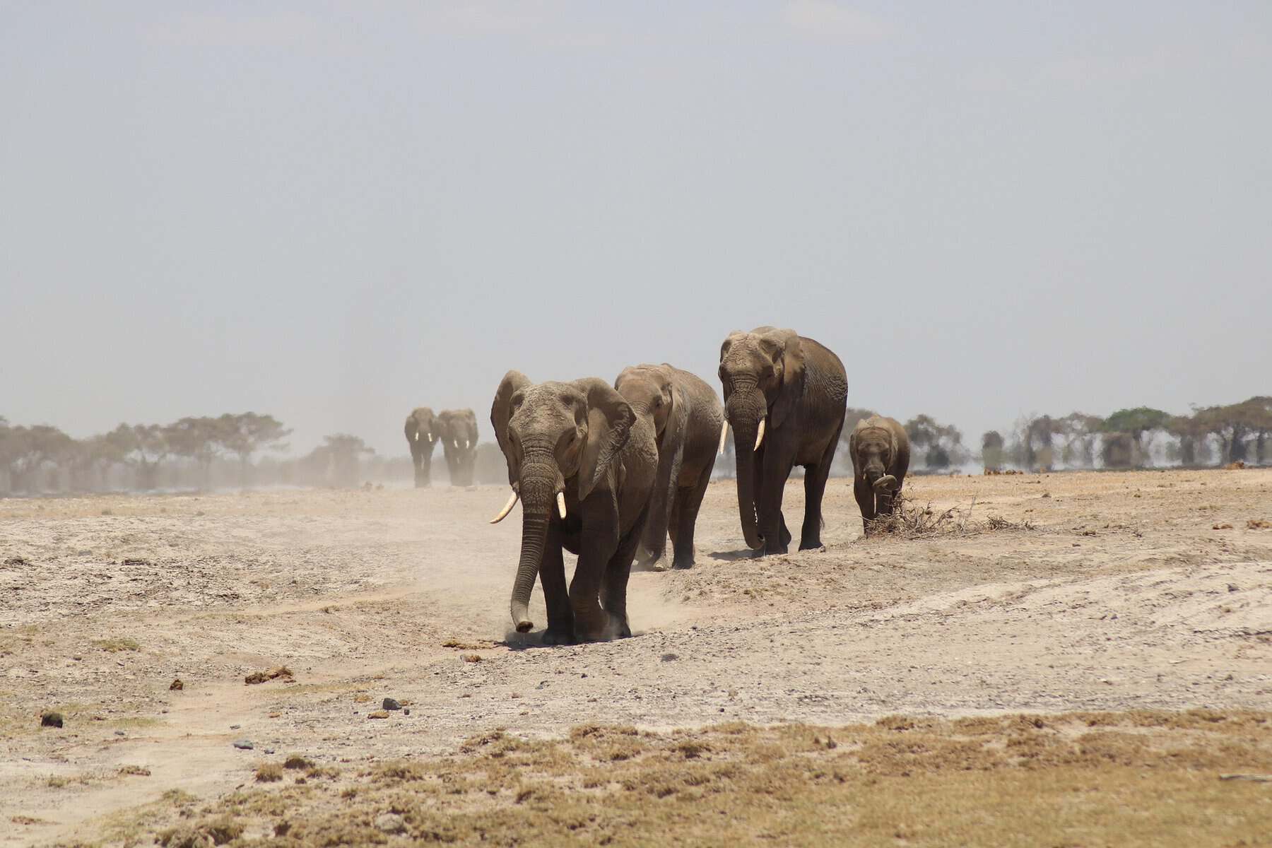 great migration in africa - The Great Migration in Africa: Everything You Need to Know Elephants on the Great Migration.