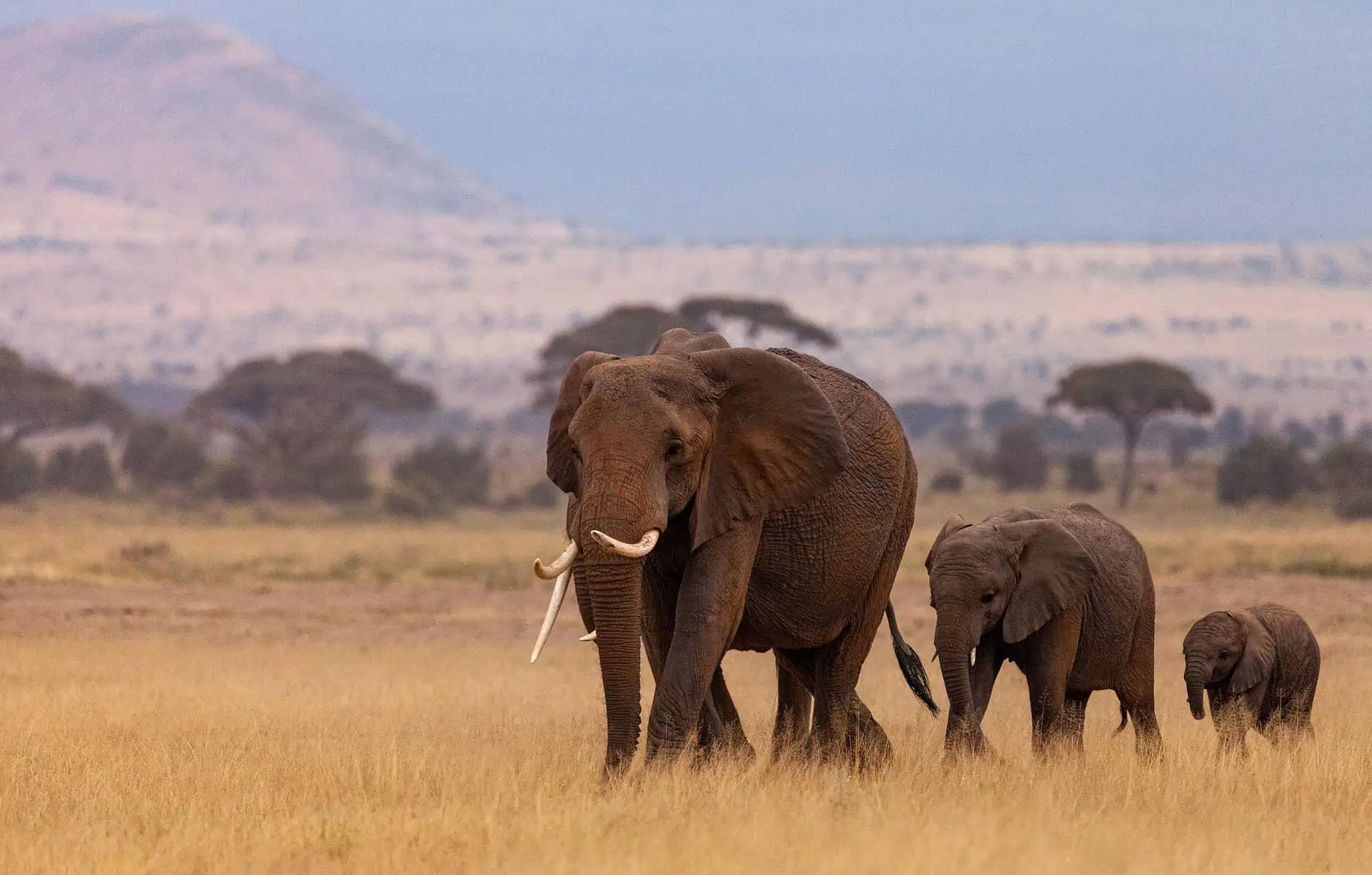 great migration in africa - The Great Migration in Africa: Everything You Need to Know A family of elephants crossing the African plain.
