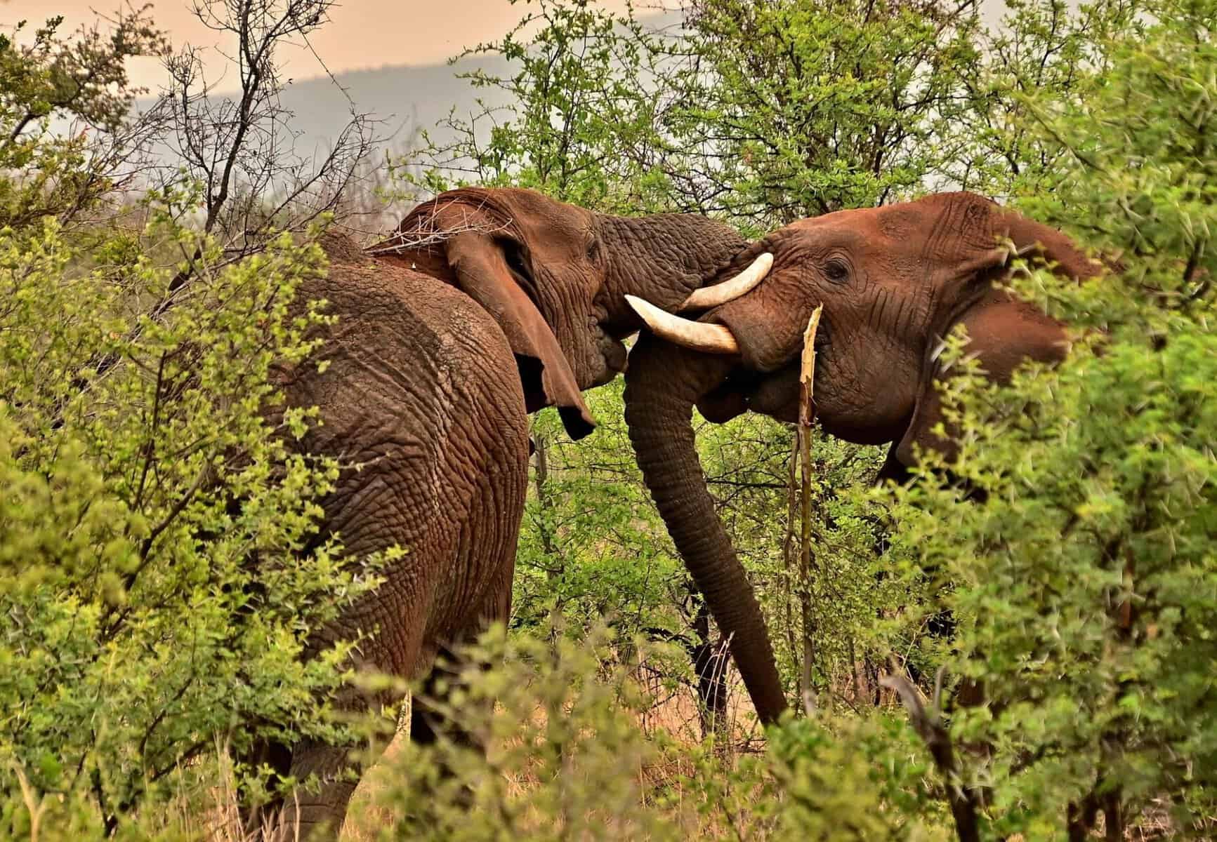 great migration in africa - The Great Migration in Africa: Everything You Need to Know Elephants within the African vegetation.