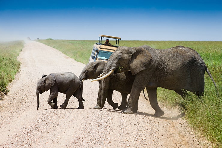 How to Get to Serengeti National Park - How to Get to Serengeti National Park From Arusha Elephants crossing a dirt road in the Serengeti, Tanzania