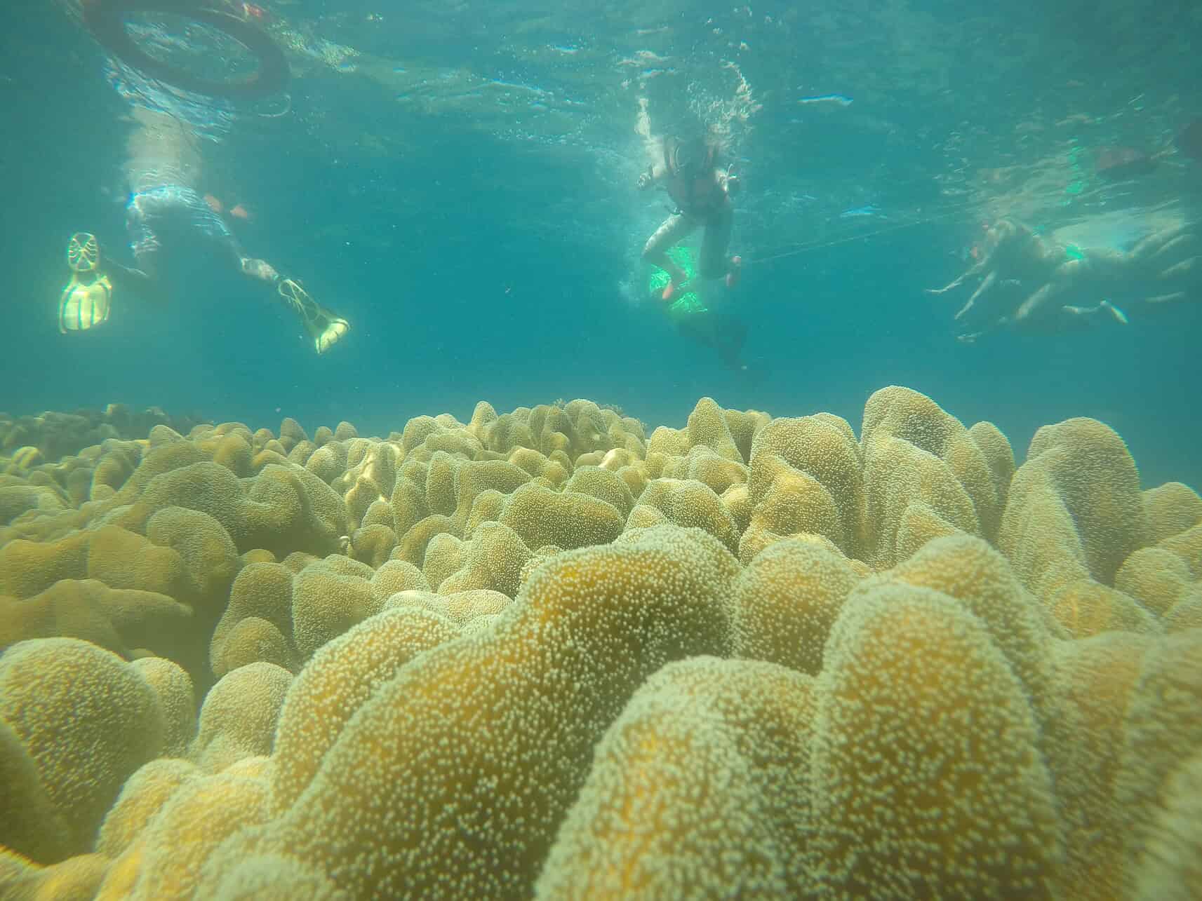 things to do in dumaguete - Things to Do in Dumaguete: A Traveler’s Guide to the City of Gentle People Enjoy crystal-clear waters at Apo Island.