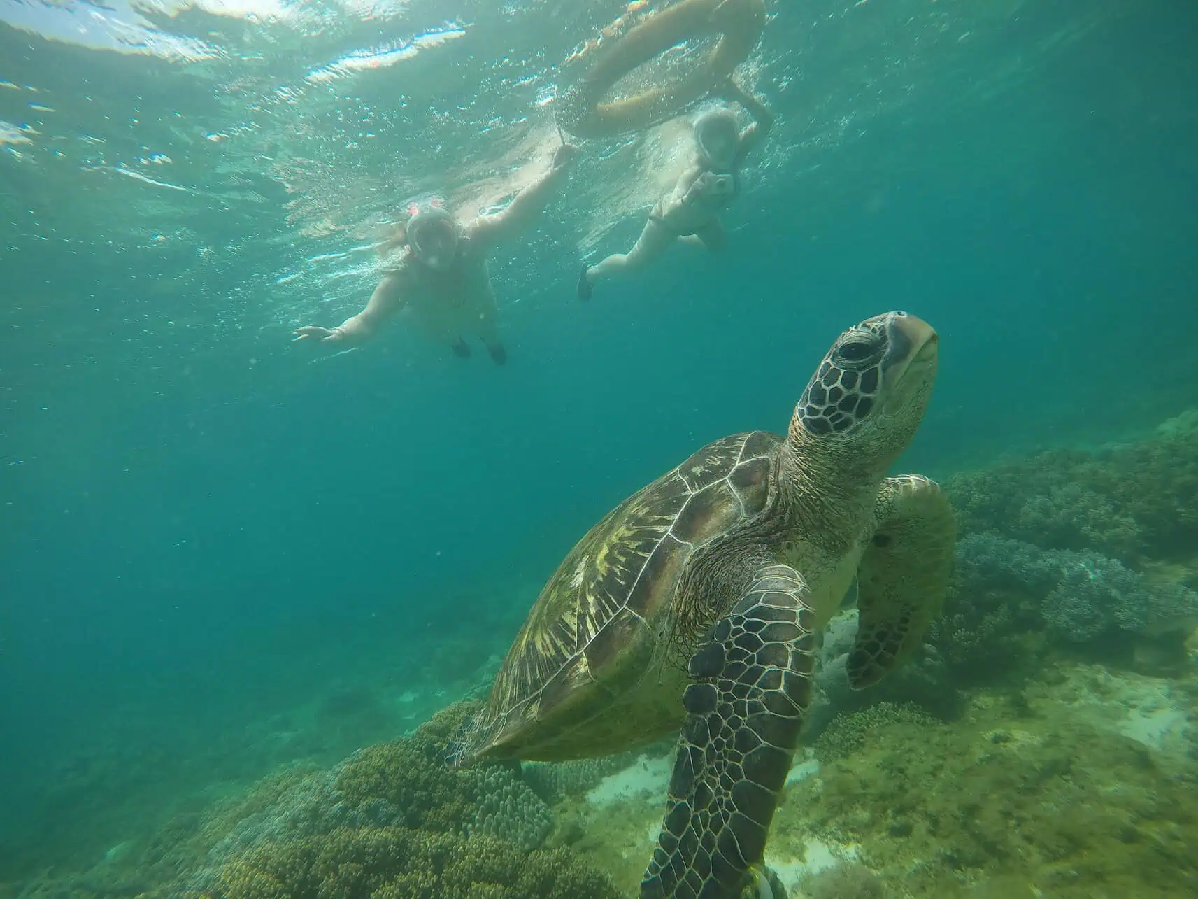 things to do in dumaguete - Things to Do in Dumaguete: A Traveler’s Guide to the City of Gentle People Swim with turtles at Apo Island.