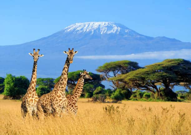 best time to climb Mount Kilimanjaro - Best Time to Climb Mount Kilimanjaro A guide on the best time to climb Mount Kilimanjaro
