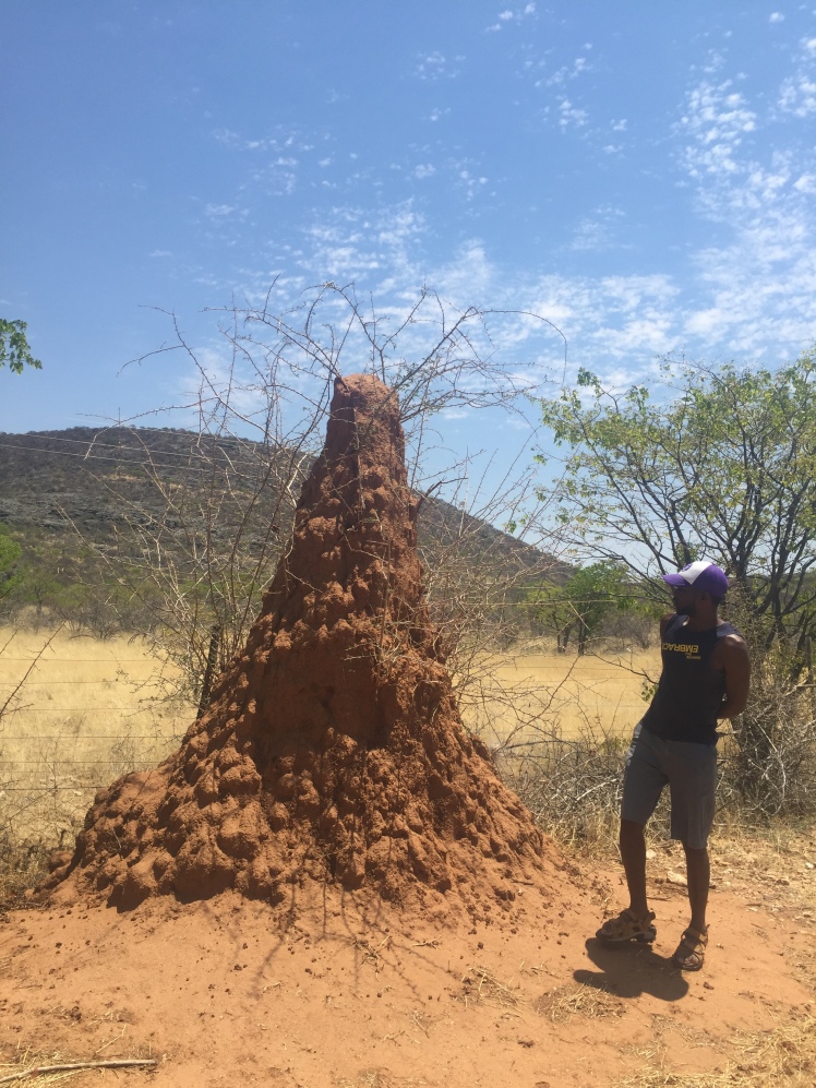 Damaraland and Spitzkoppe - Visiting Damaraland and Spitzkoppe, Namibia Termite mounds in Namibia.