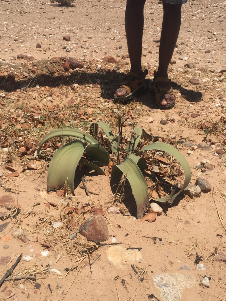 Damaraland and Spitzkoppe - Visiting Damaraland and Spitzkoppe, Namibia The Welwitschia mirabilis - the national plant in Namibia