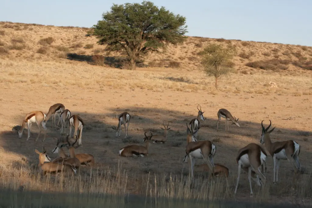 Kgalagadi Transfrontier Park - The Kgalagadi Transfrontier Park: What You Need to Know Kgalagadi Transfrontier Park