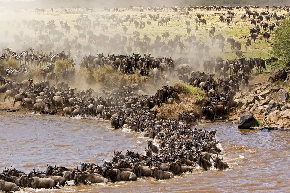 Tanzanian safari - 10 Reasons a Tanzanian Safari Should be on Your Bucket List Great migration crossing the Mara River-Northern Serengeti National Park.