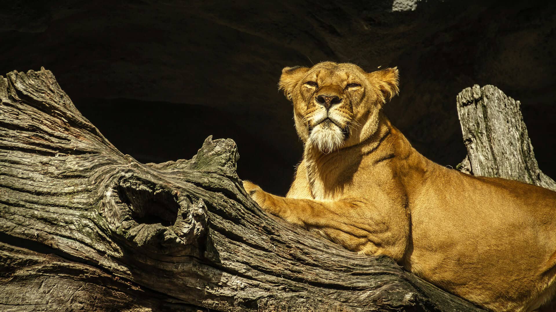 Tanzanian safari - 10 Reasons a Tanzanian Safari Should be on Your Bucket List A lion on a Tanzania safari