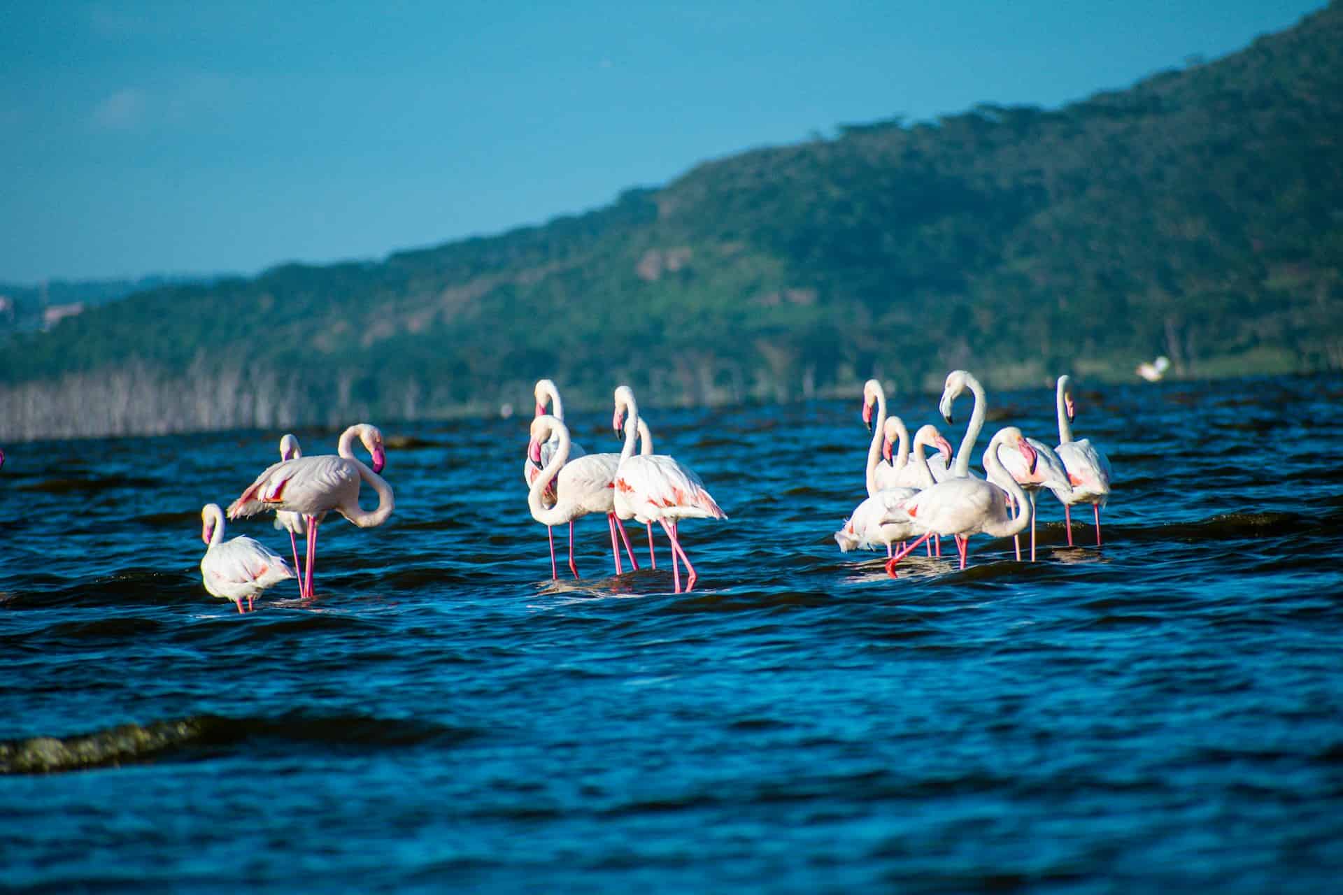 Lake Nakuru National Park - A Guide to Visiting Lake Nakuru National Park in Kenya Lake Nakuru National Park, Nakuru, Kenya