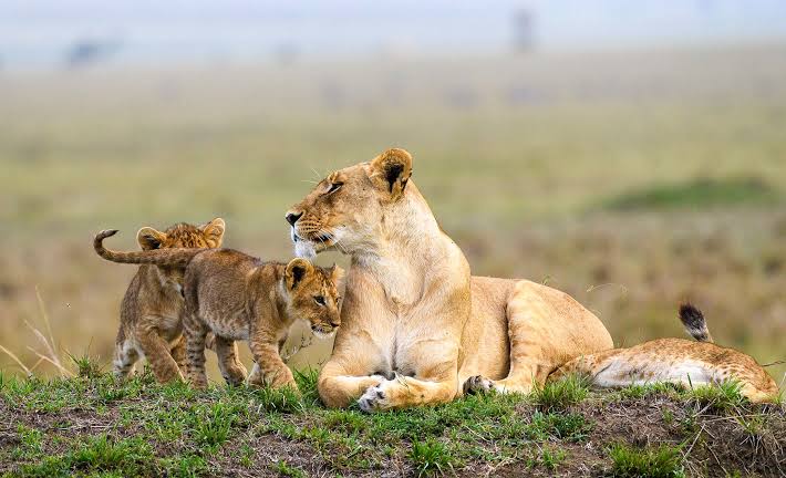 Tsavo National Park - A Guide to Visiting Tsavo National Park in Kenya Lions in Tsavo National Park, Kenya