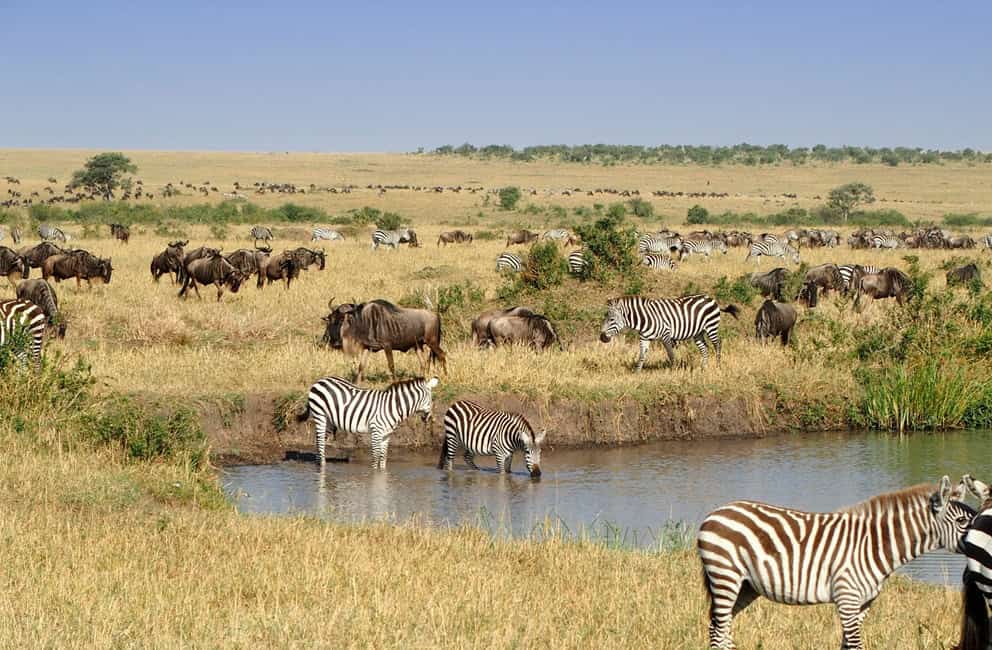 safari in kenya - The Best Times of the Year to Go on Safari in Kenya Wildebeest and zebras near a watering hole in the Masai Mara