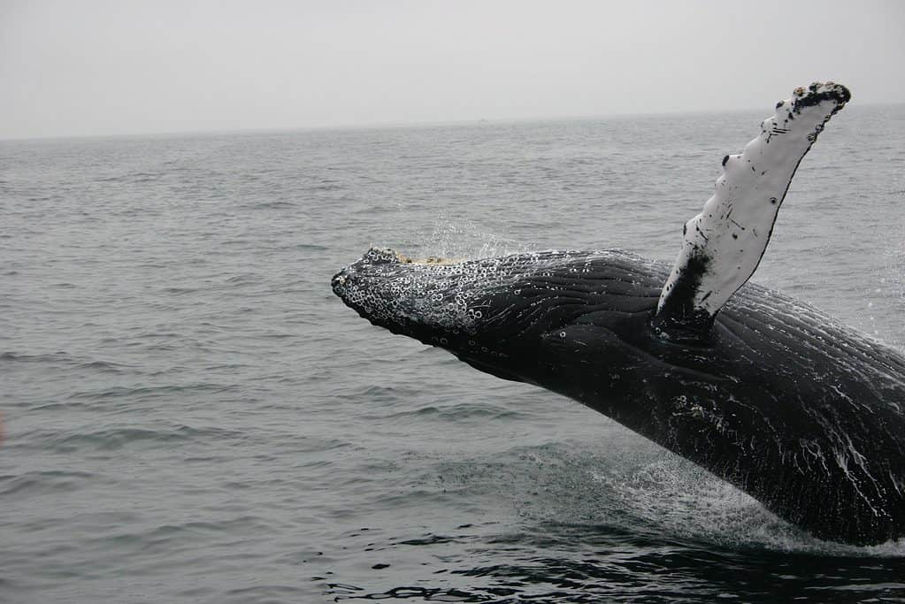 Whale watching in Sydney, Australia