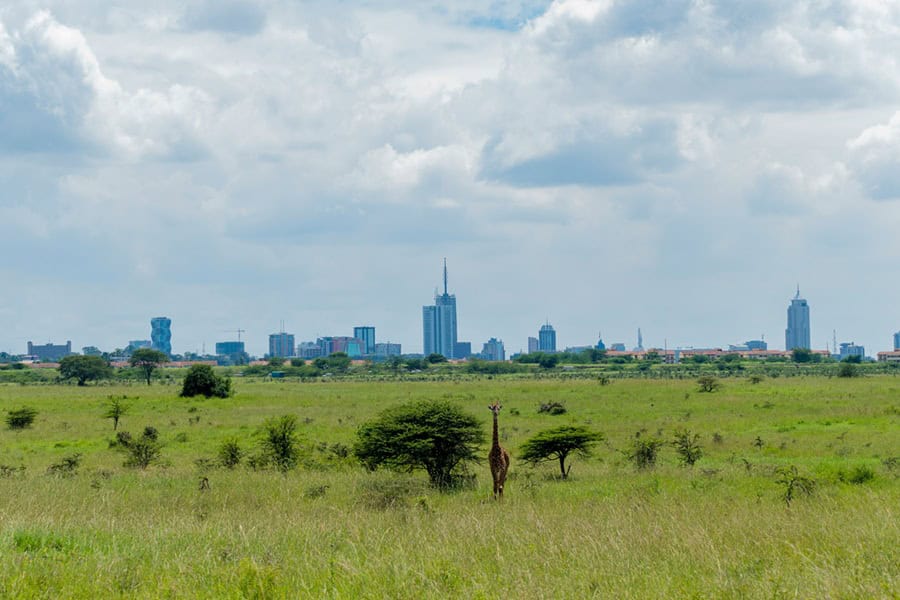 safari in kenya - The Best Times of the Year to Go on Safari in Kenya A view of Nairobi and the park from Nairobi National Park