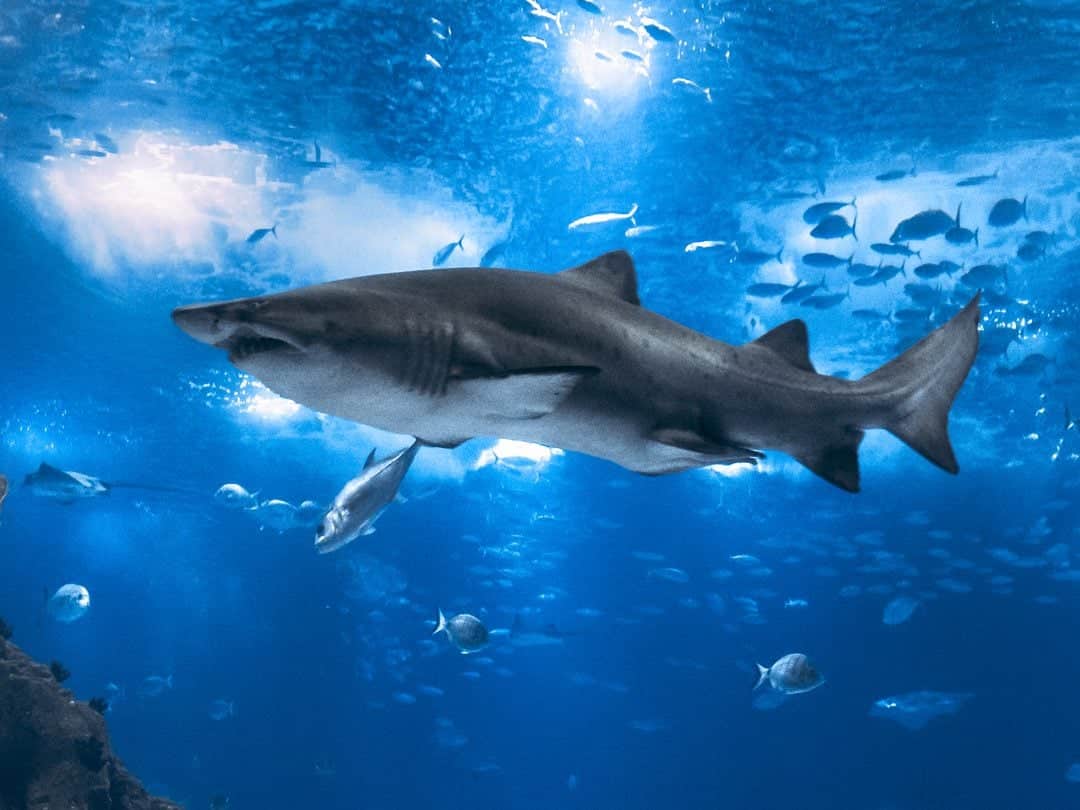 - Discover Nightlife in Lisbon: Top Spots and Secrets Oceanário de Lisboa, Portugal.