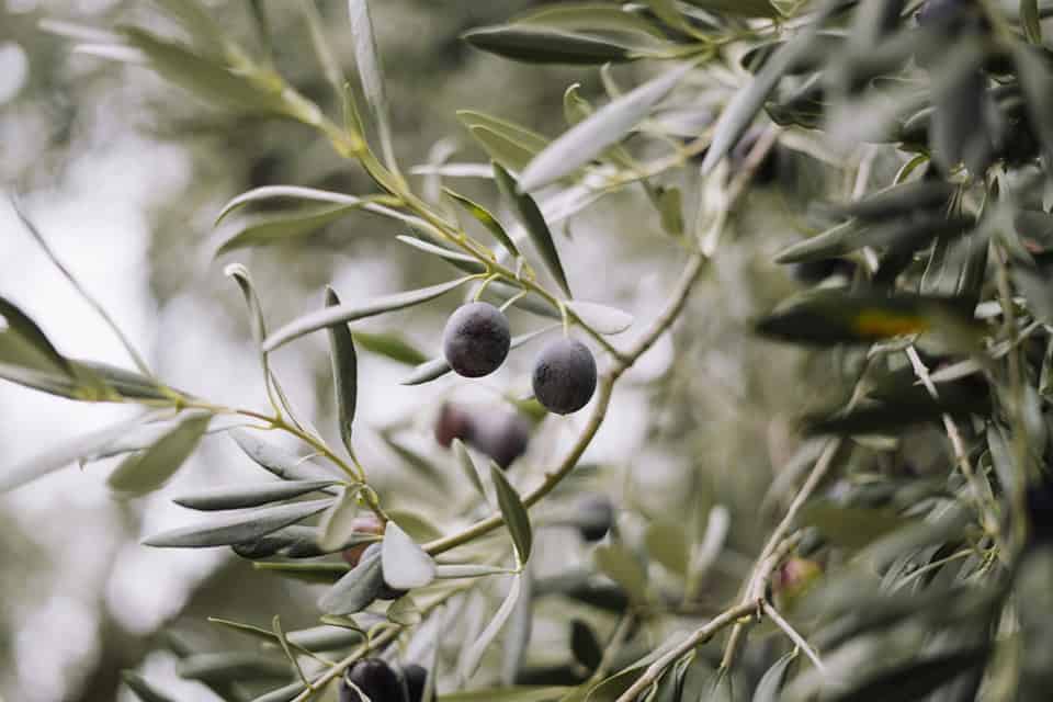 visiting greece - Visiting Greece: Good Things To Know and Common Phrases Delectable on olives on the tree.