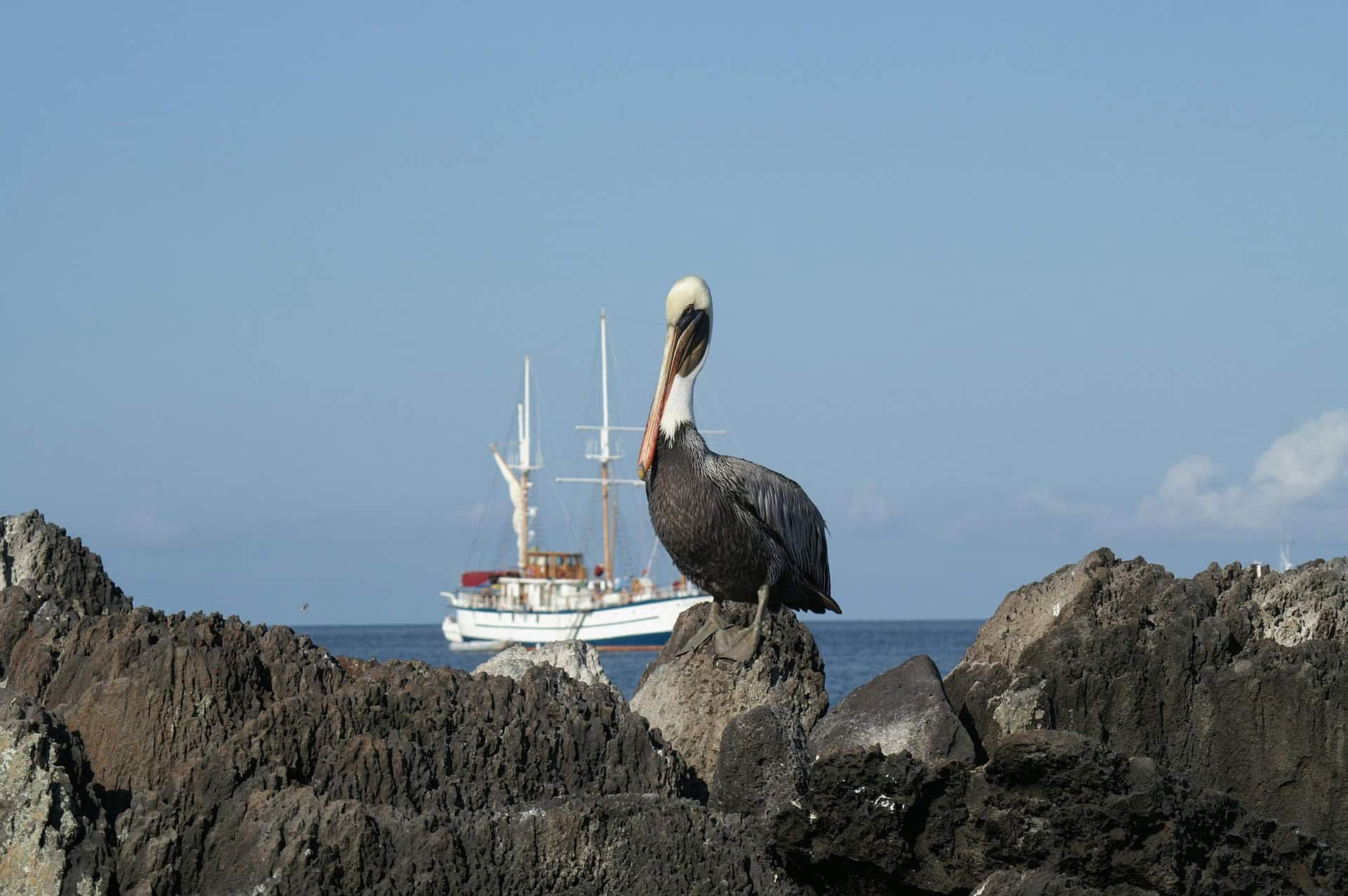 - How to Travel Sustainably in the Galapagos Islands Pelican at the Galapagos Islands, Ecuador.