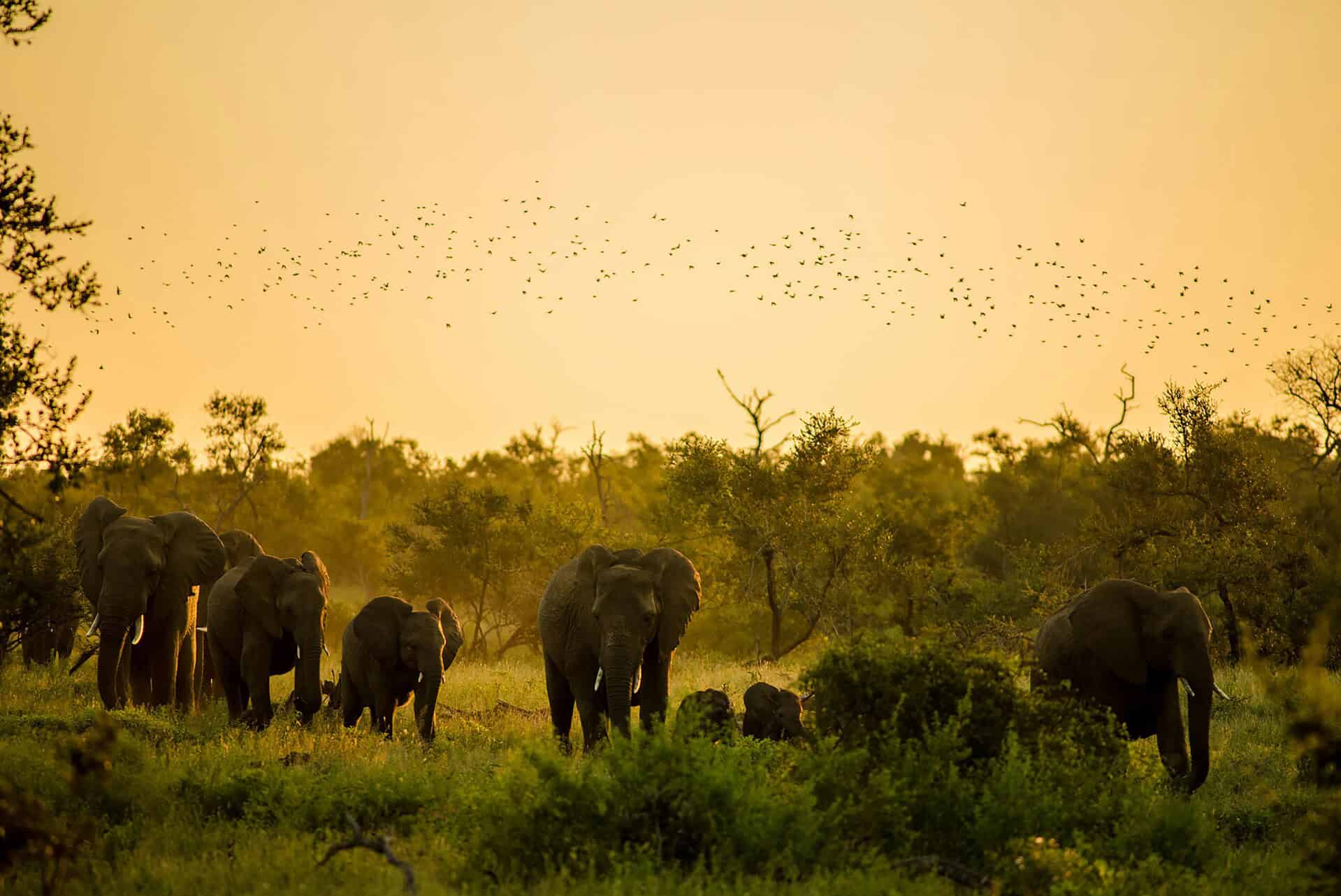 Tanzanian safari - 10 Reasons a Tanzanian Safari Should be on Your Bucket List Elephants spotted in the bush during a Tanzanian safari experience.
