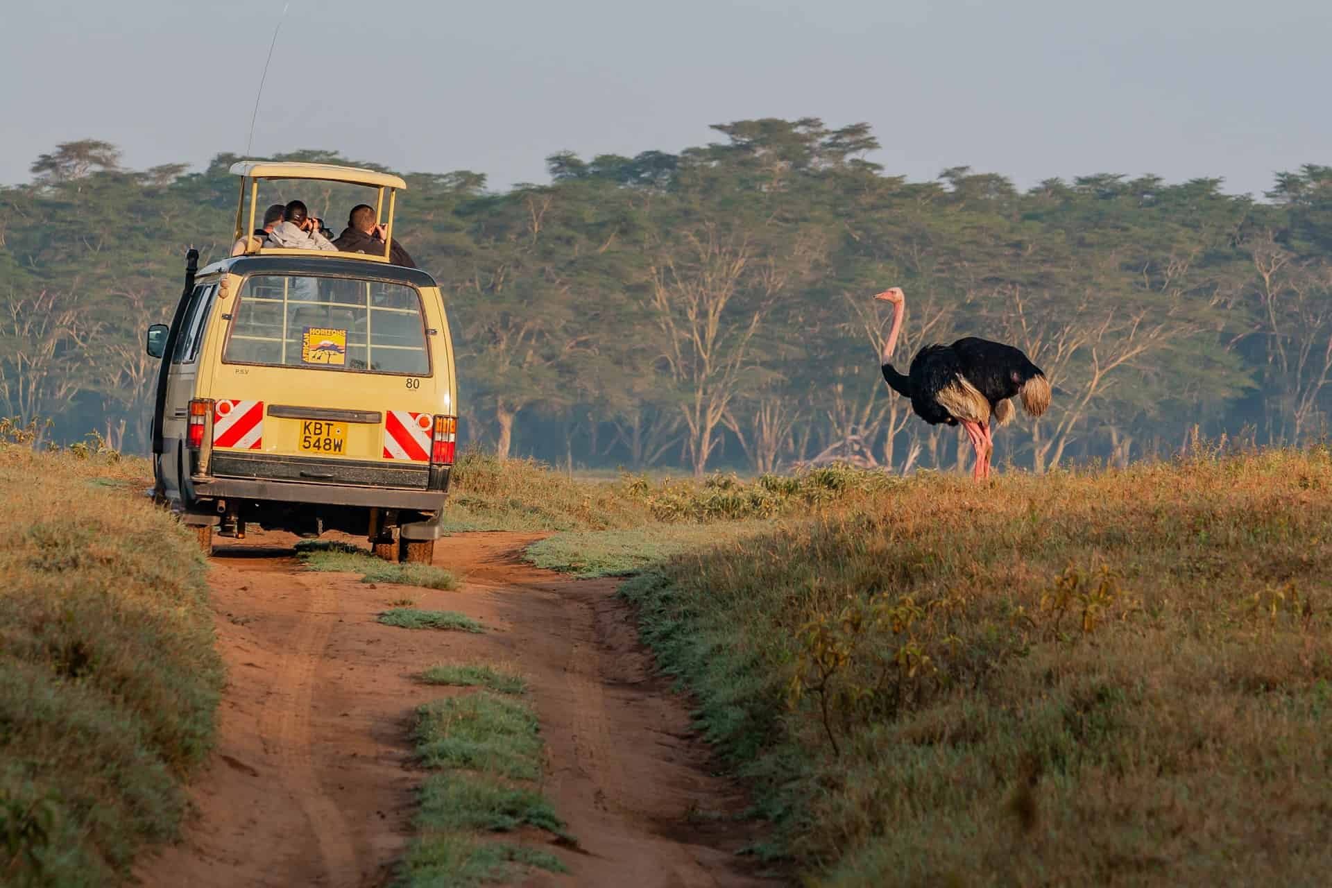 Lake Nakuru National Park - A Guide to Visiting Lake Nakuru National Park in Kenya Photographers taking pictures of a wild male ostrich from an open car at Lake Nakuru Reserve in Kenya