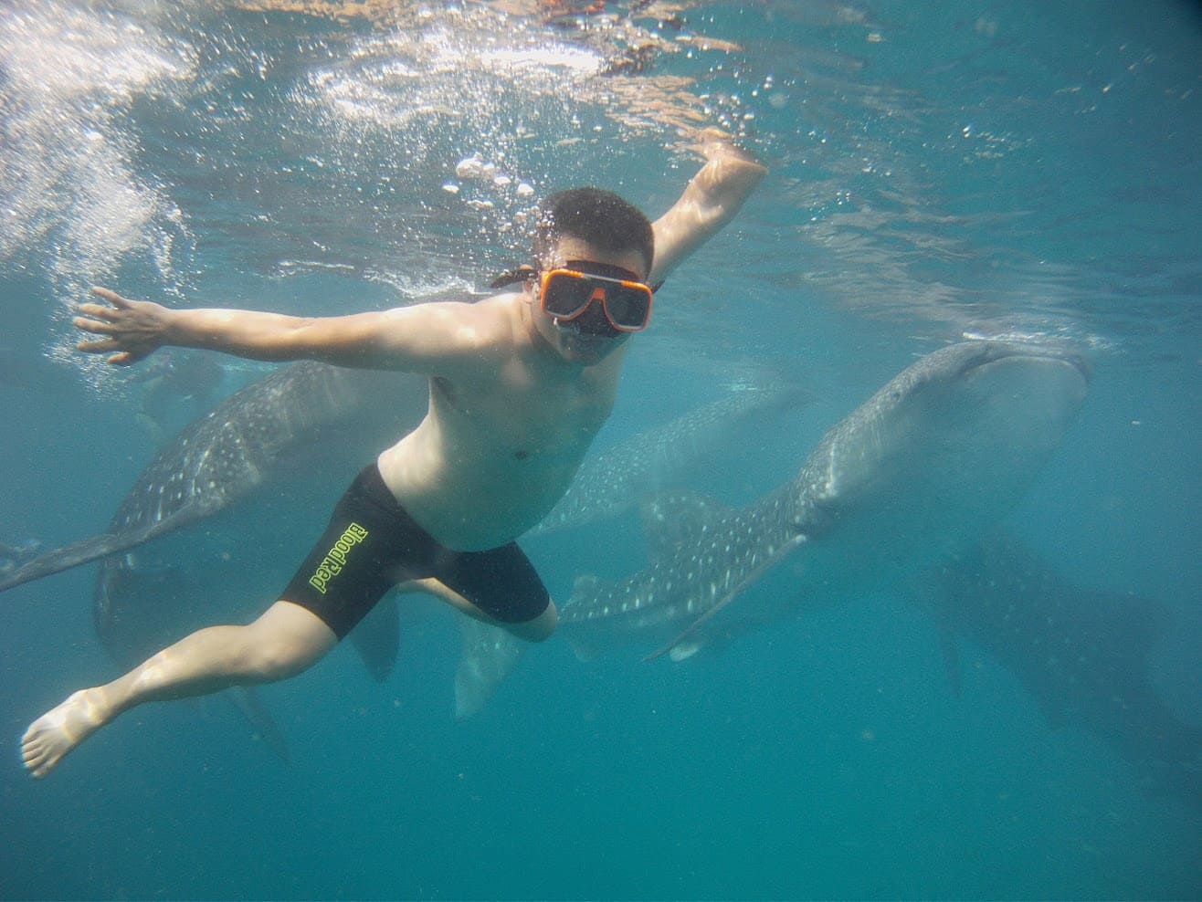 things to do in dumaguete - Things to Do in Dumaguete: A Traveler’s Guide to the City of Gentle People Swim with whale sharks.