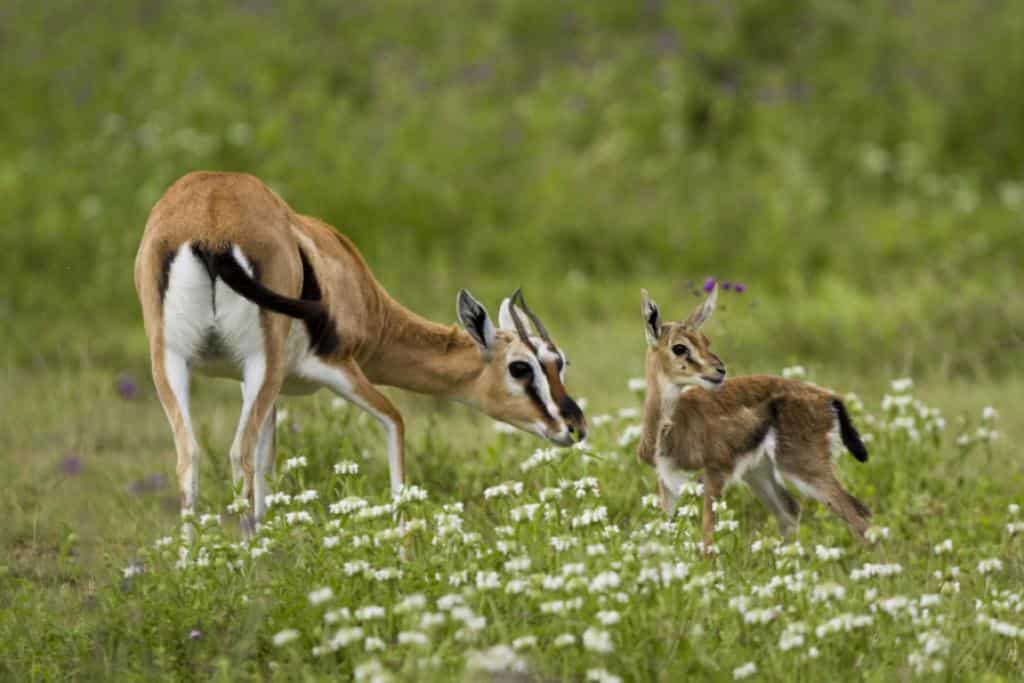 reasons to visit kenya - Reasons to Visit Kenya Animals in Kenya