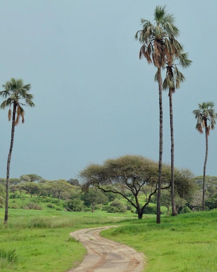 How to Get to Serengeti National Park - How to Get to Serengeti National Park From Arusha Road in the National Park, Tanzania