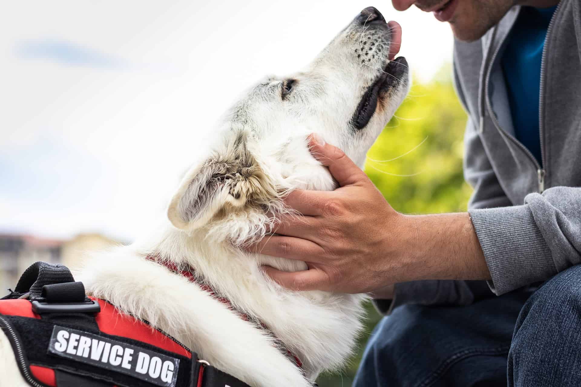 Psychiatric Service Dog - Travel Benefits of Having a Psychiatric Service Dog Traveling with your Psychiatric Service Dog