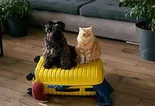Travel concept with funny dog and cat sitting on a suitcase.