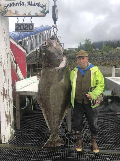 Huge Halibut at the Treehouse Cove Lodge in Alaska, USA.