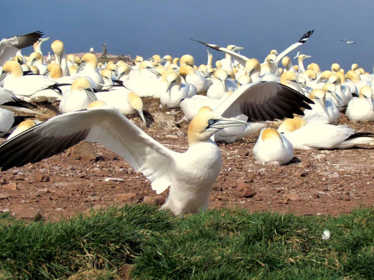 The gannet colony is bustling with activity in the National Park l'Île-Bonaventure-et-du-Rocher-Percé in Quebéc, Canada.