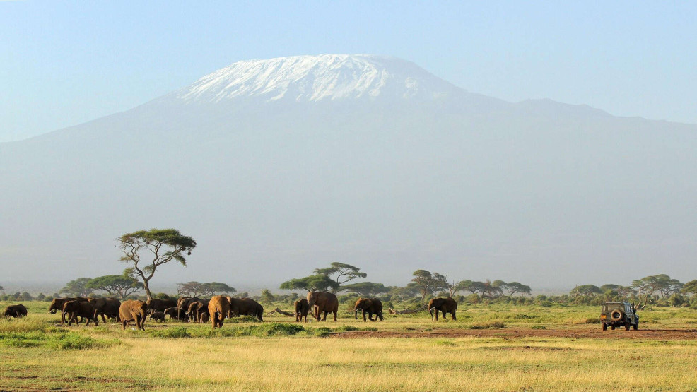Elephants on the Tanzanian savannah.