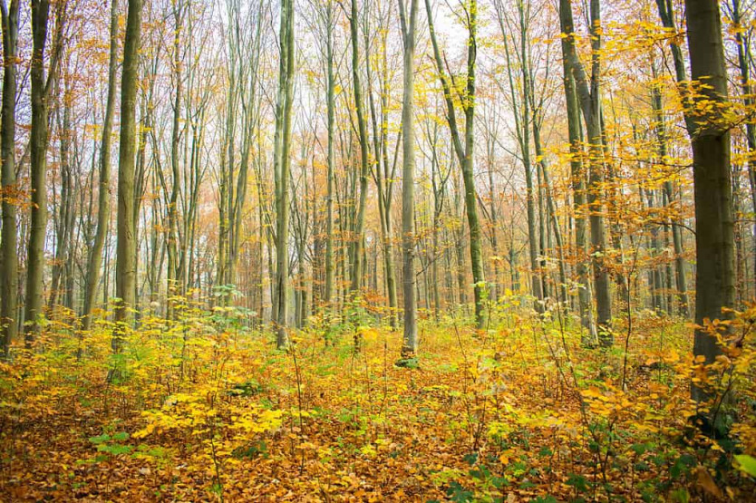 Walking through the woods in Hainaut, Belgium