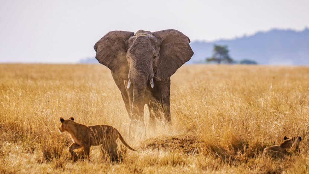 How to Get to Serengeti National Park - How to Get to Serengeti National Park From Arusha Two lions vs an elephant.