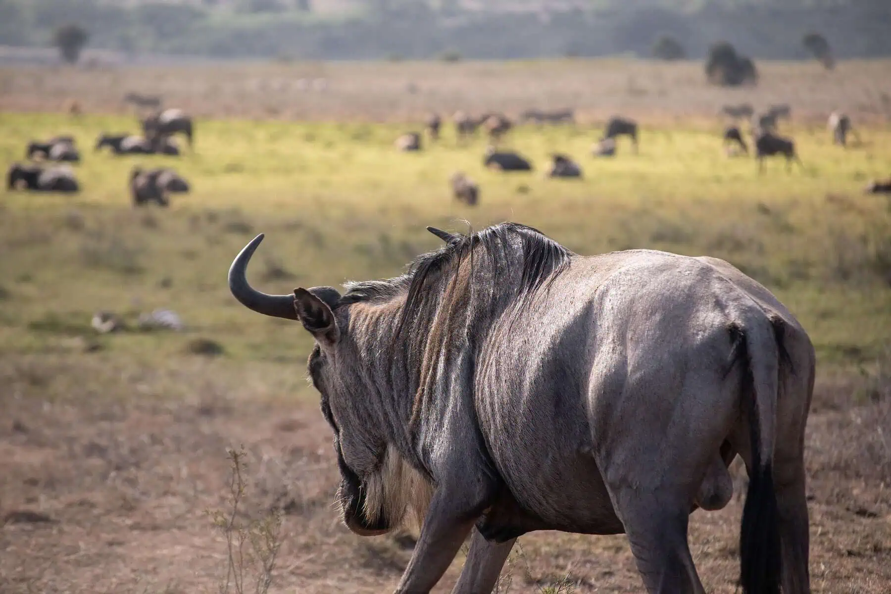 great migration in africa - The Great Migration in Africa: Everything You Need to Know A wildebeest during the Great Migration in Africa.